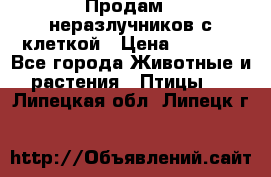 Продам 2 неразлучников с клеткой › Цена ­ 2 500 - Все города Животные и растения » Птицы   . Липецкая обл.,Липецк г.